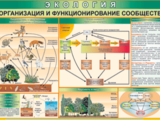 Таблица виниловая Организация и функционирование сообществ 700х1000