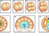 Модель-аппликация "Размножение и развитие хордовых"
