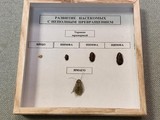 Коллекция энтомологическая "Развитие насекомых с неполным превращением"