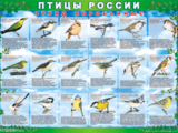 Комплект виниловых таблиц ПТИЦЫ РОССИИ из  4 листов в комплекте 700х1000