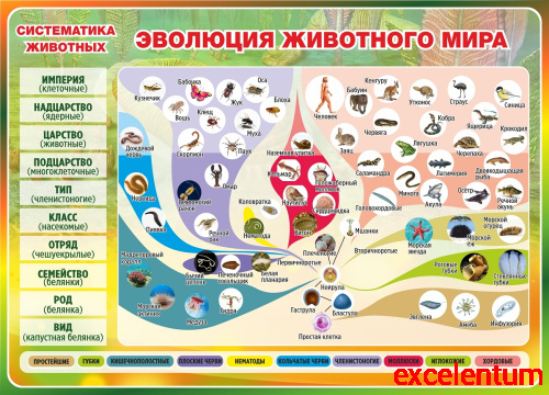 Стенд для школы ЭВОЛЮЦИЯ ЖИВОТНОГО МИРА, СИСТЕМАТИКА ЖИВОТНЫХ, 1,25*0,9м Стенд для школы ЭВОЛЮЦИЯ ЖИВОТНОГО МИРА, СИСТЕМАТИКА ЖИВОТНЫХ, 1,25*0,9м