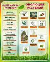 Стенд для школы ЭВОЛЮЦИЯ РАСТЕНИЙ, СИСТЕМАТИКА РАСТЕНИЙ, 0,8*1м