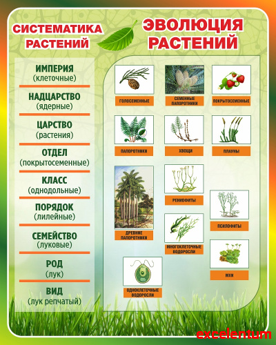 Стенд для школы ЭВОЛЮЦИЯ РАСТЕНИЙ, СИСТЕМАТИКА РАСТЕНИЙ, 0,8*1м Стенд для школы ЭВОЛЮЦИЯ РАСТЕНИЙ, СИСТЕМАТИКА РАСТЕНИЙ, 0,8*1м