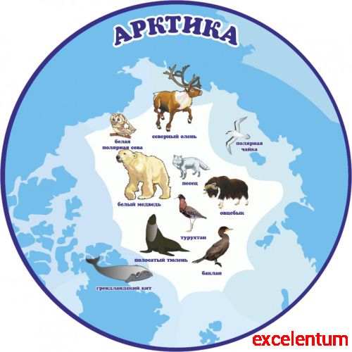 Обучающий стенд ПЛАНЕТА ЗЕМЛЯ. АРКТИКА, 0,5*0,5м