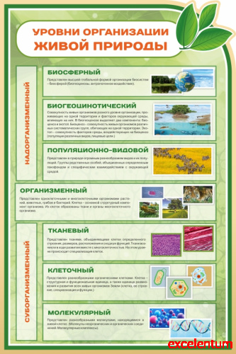 Стенд для школы УРОВНИ ОРГАНИЗАЦИИ ЖИВОЙ ПРИРОДЫ, 0,9*1,35м Стенд для школы УРОВНИ ОРГАНИЗАЦИИ ЖИВОЙ ПРИРОДЫ, 0,9*1,35м