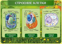 Стенд для школы СТРОЕНИЕ КЛЕТКИ, 1,25*0,9м