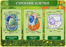 Стенд для школы СТРОЕНИЕ КЛЕТКИ, 1,25*0,9м