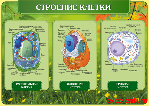 Стенд для школы СТРОЕНИЕ КЛЕТКИ, 1,25*0,9м Стенд для школы СТРОЕНИЕ КЛЕТКИ, 1,25*0,9м